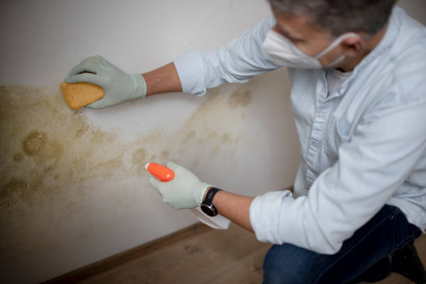 Best Localized Mold Remediation (e.g., coastal areas, humid climates) in China Grove, NC